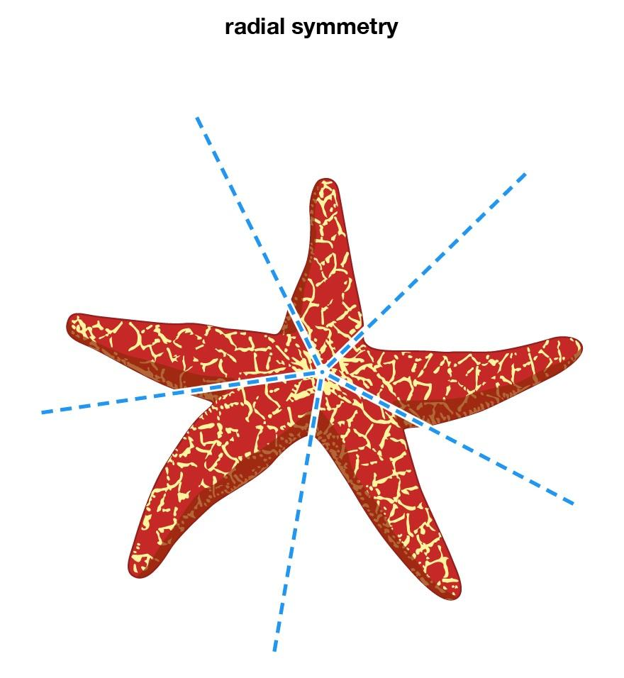 What is radial symmetry? Give an example.