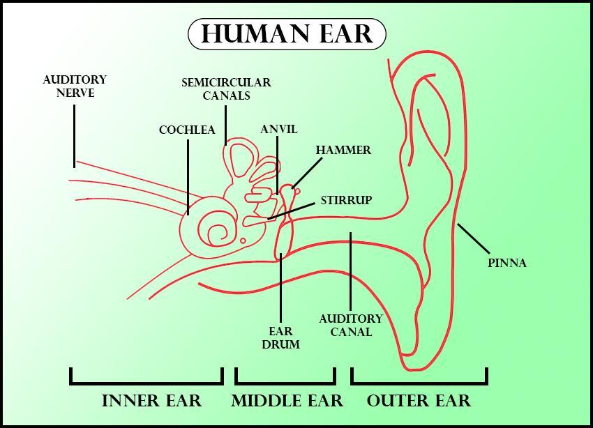 how to draw human ears diagram/human ears diagram drawing - YouTube