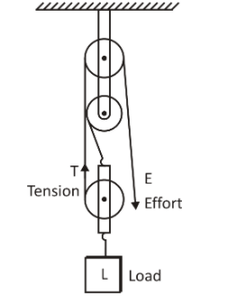 Draw a diagram to show a block and tackle pulley system having a velocity  ratio of $3$ marking the direction of load $\\left( L \\right)$ , effort  $\\left( E \\right)$ and tension $\\