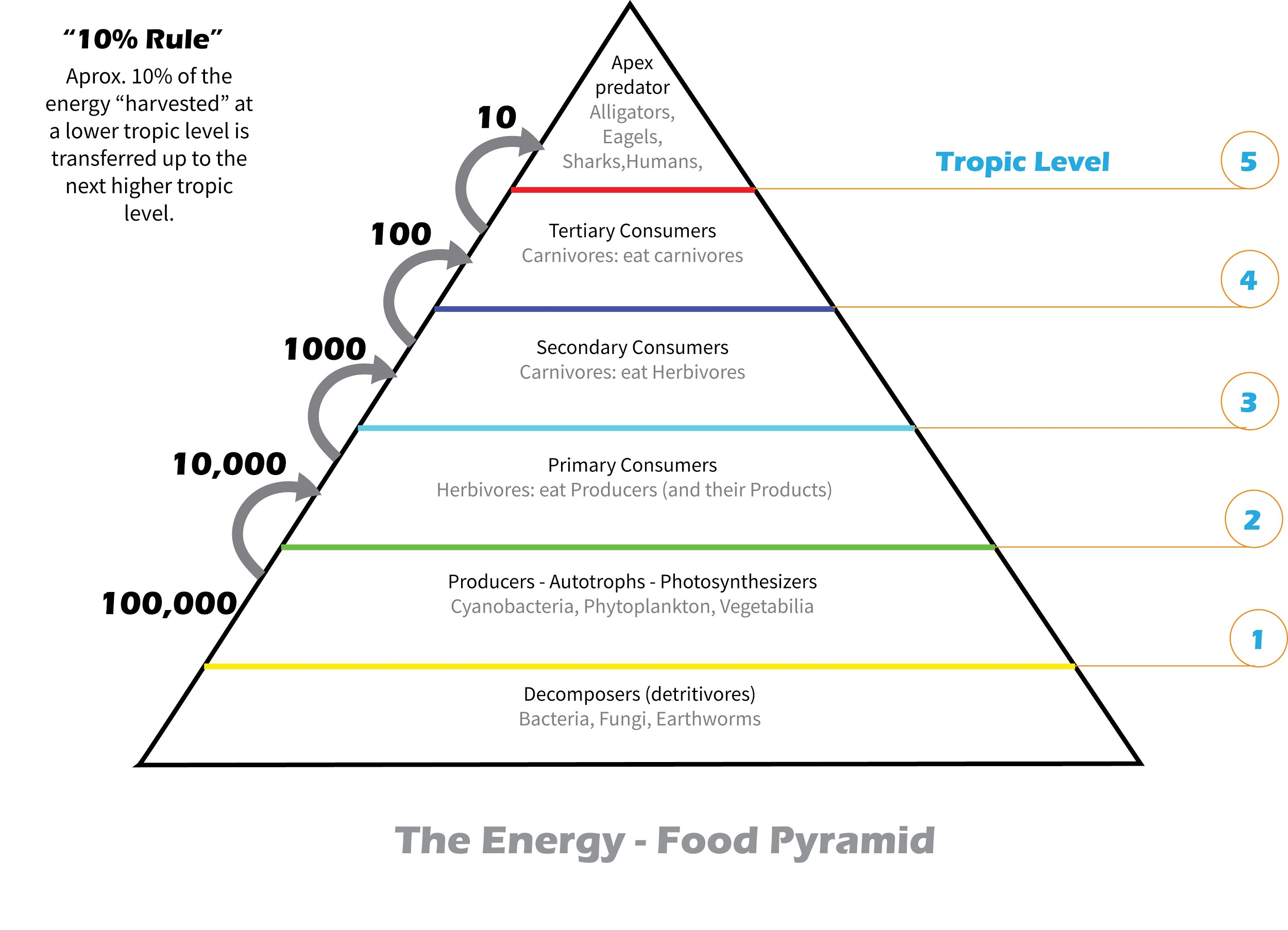 How To Draw An Energy Pyramid | Images and Photos finder