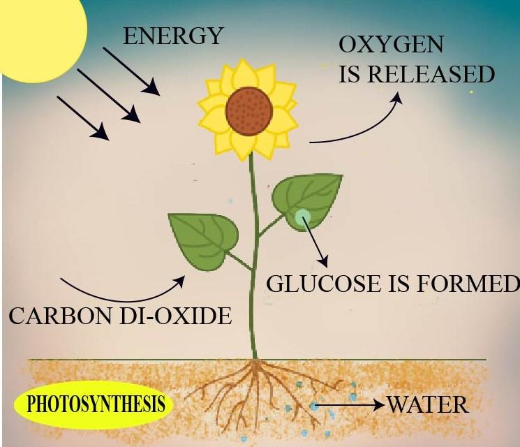The autotrophic mode of nutrition requires(a)Carbon  dioxide(b)Chlorophyll(c)Sunlight(d)All of the above