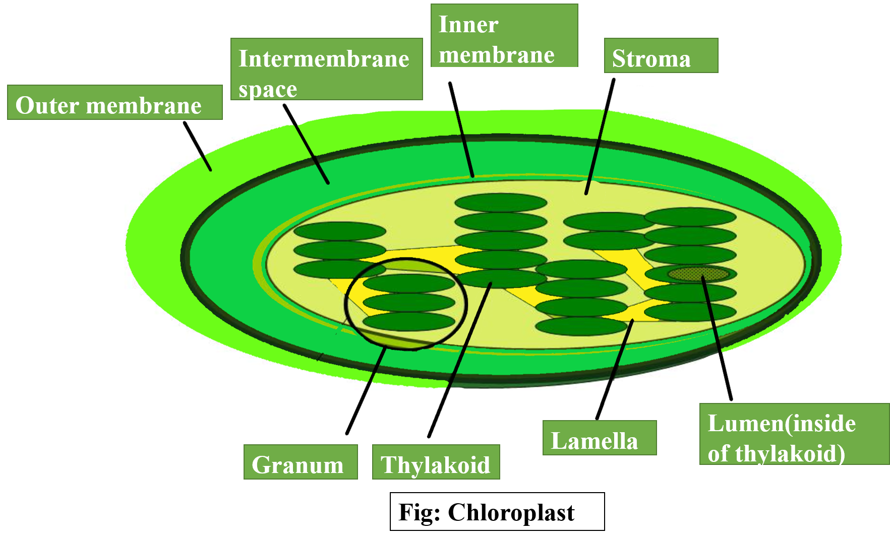 Photosynthesis takes place in cells found in the leaves ...