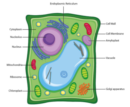 Prepare a model of a plant cell or an animal cell.