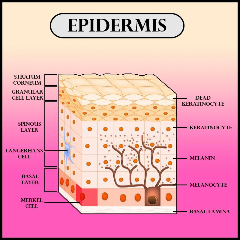 The outer layer of skin is called(a)Dermis(b)Epidermis(c)Plasma(d)Cortex