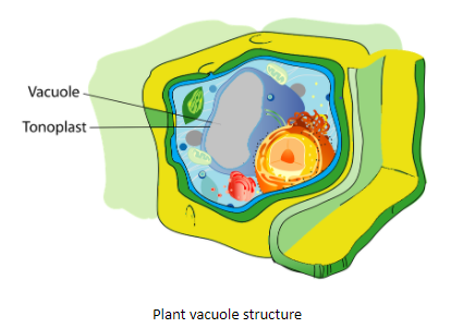 What are the functions of vacuole? A. Maintaining turgor pressureB.  Containing waterC. Containing wasteD. All of the above