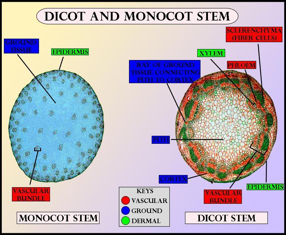 Monocot Stem Under Microscope