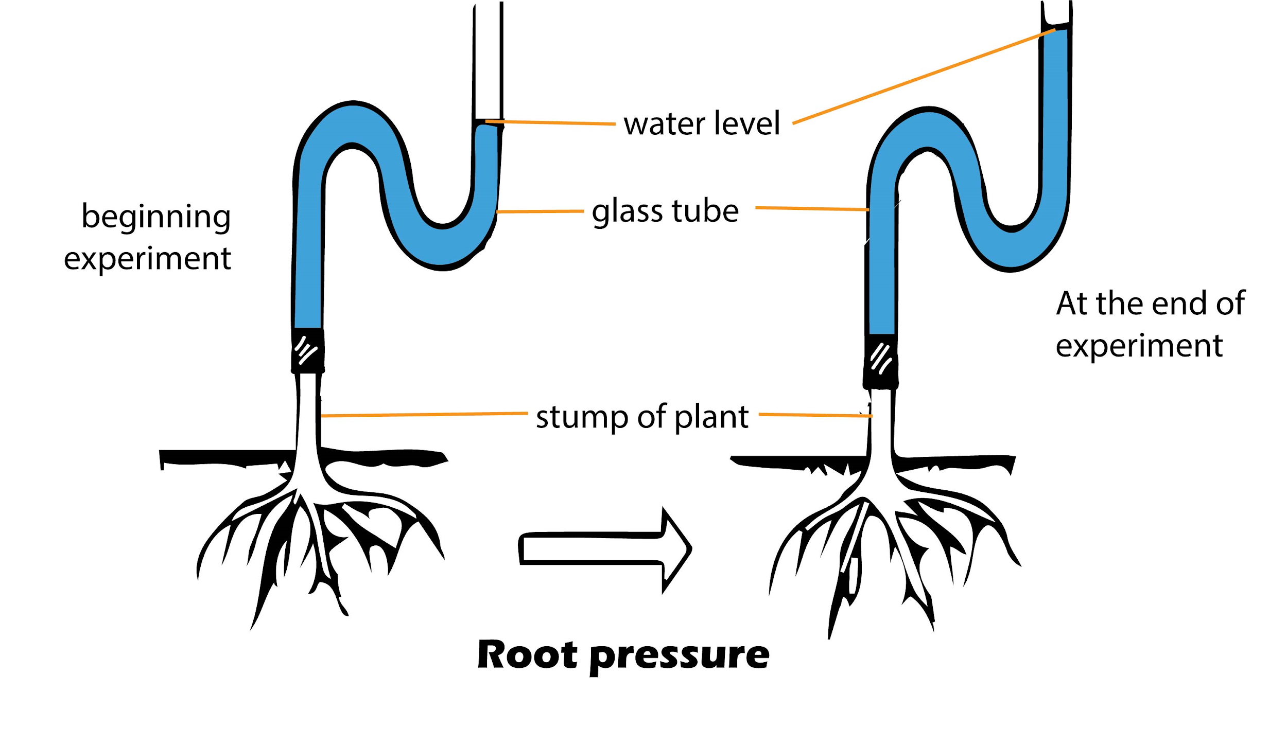 Roots do am