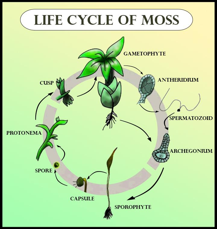 Moss Plant Drawing