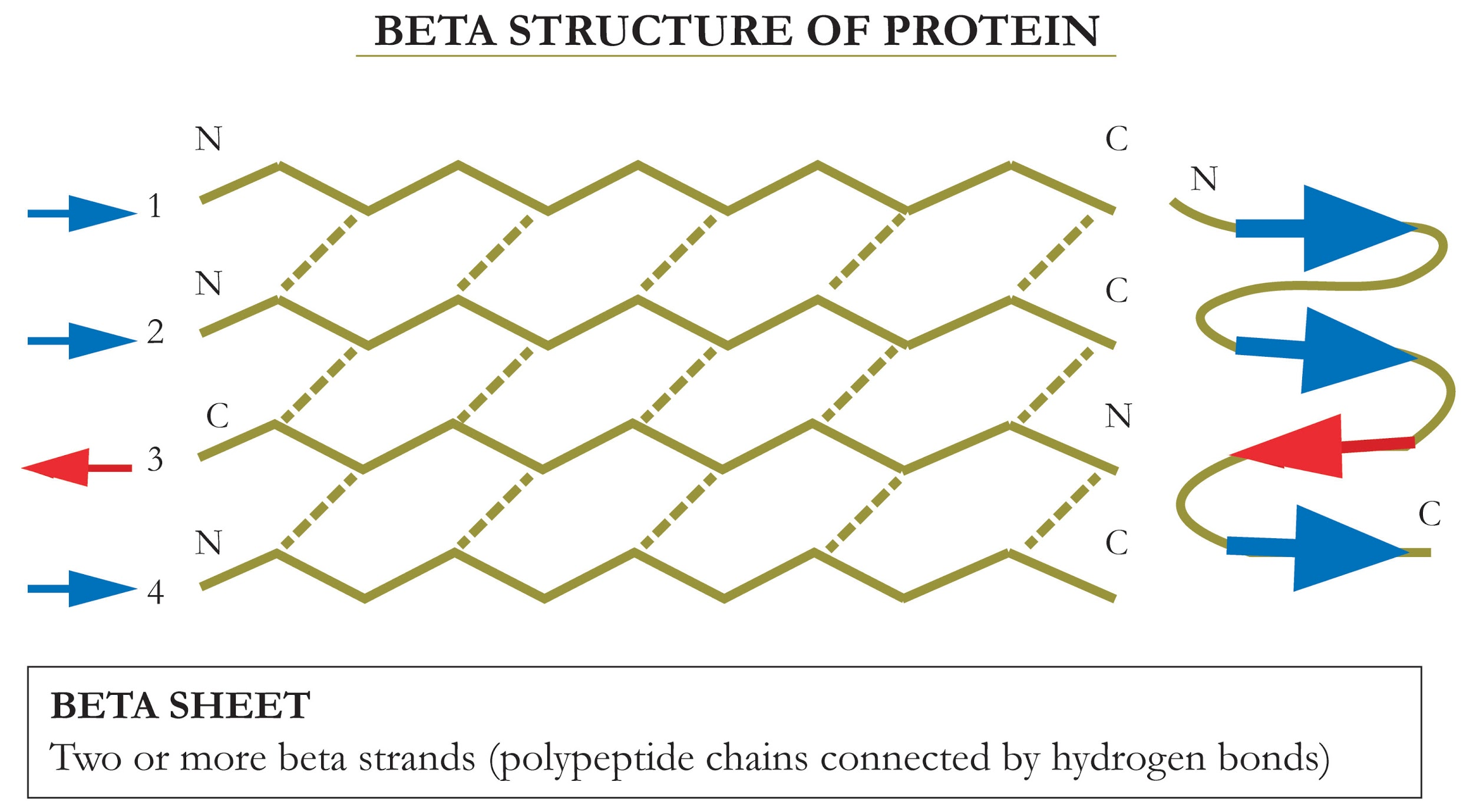 Beta Sheet Structure