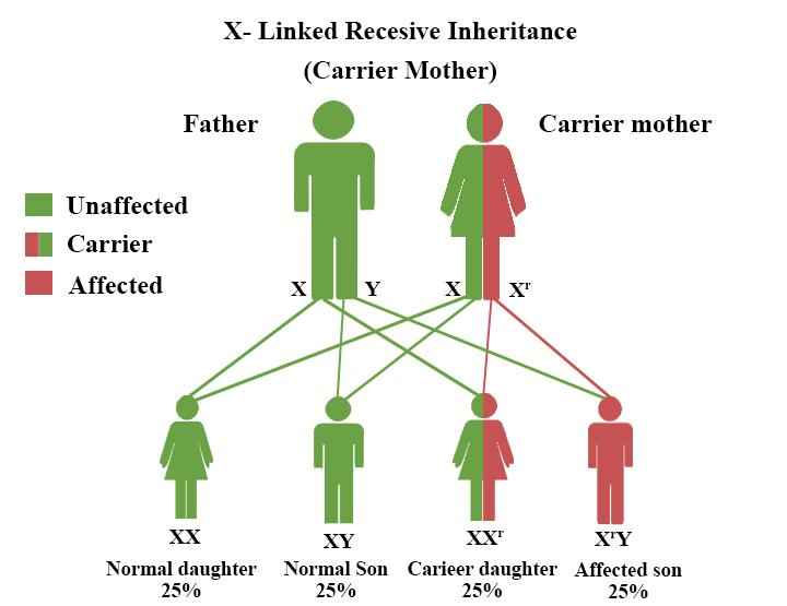 What Are The Sexlinked Diseases Write Down The Names Class 12 Biology Cbse