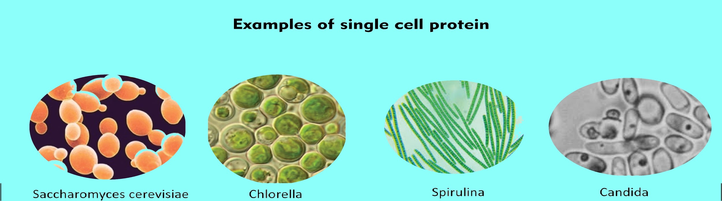 Single Cell Protein Production