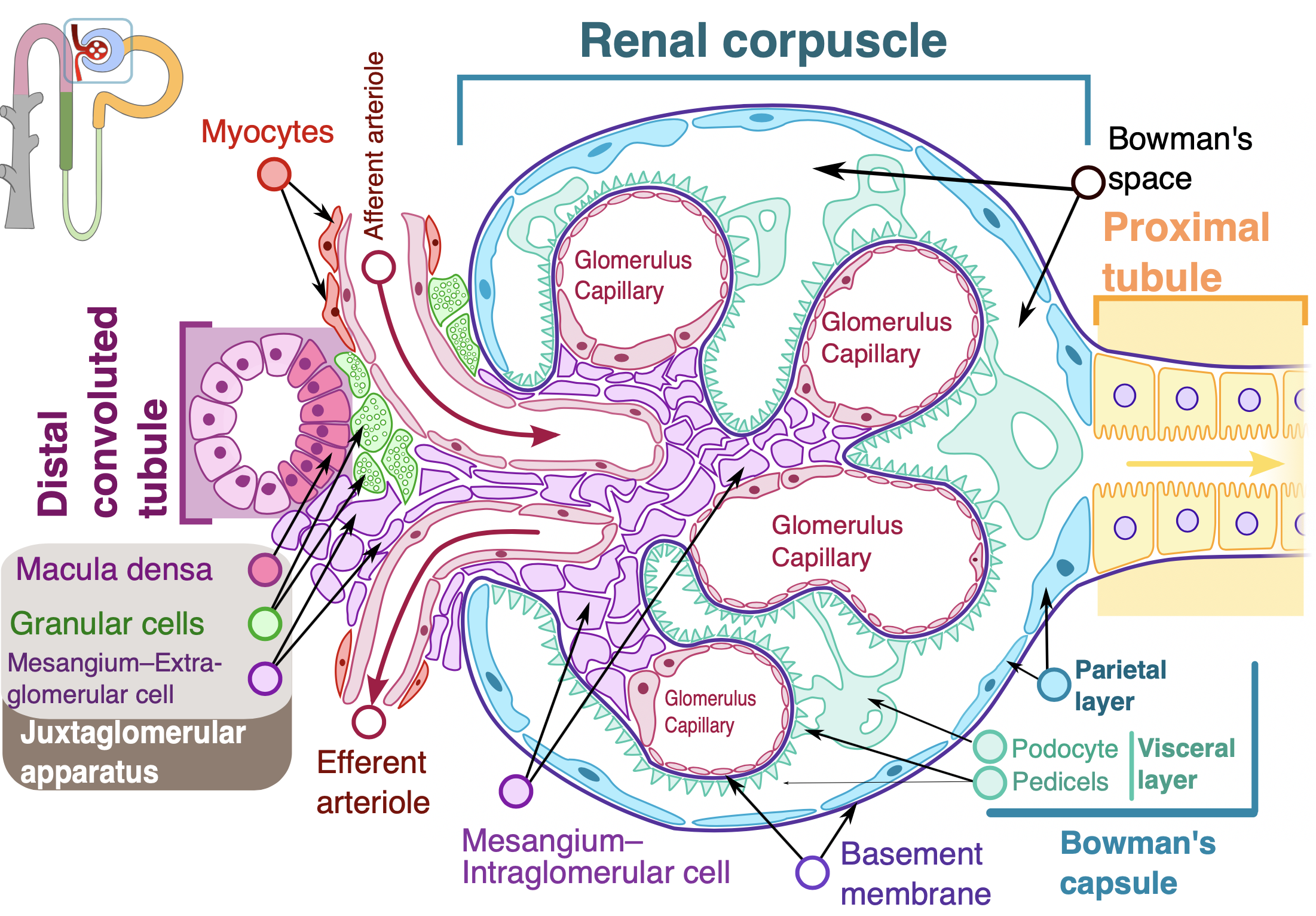 the-constituents-of-glomerular-filtrate-are-a-water-proteins-urea