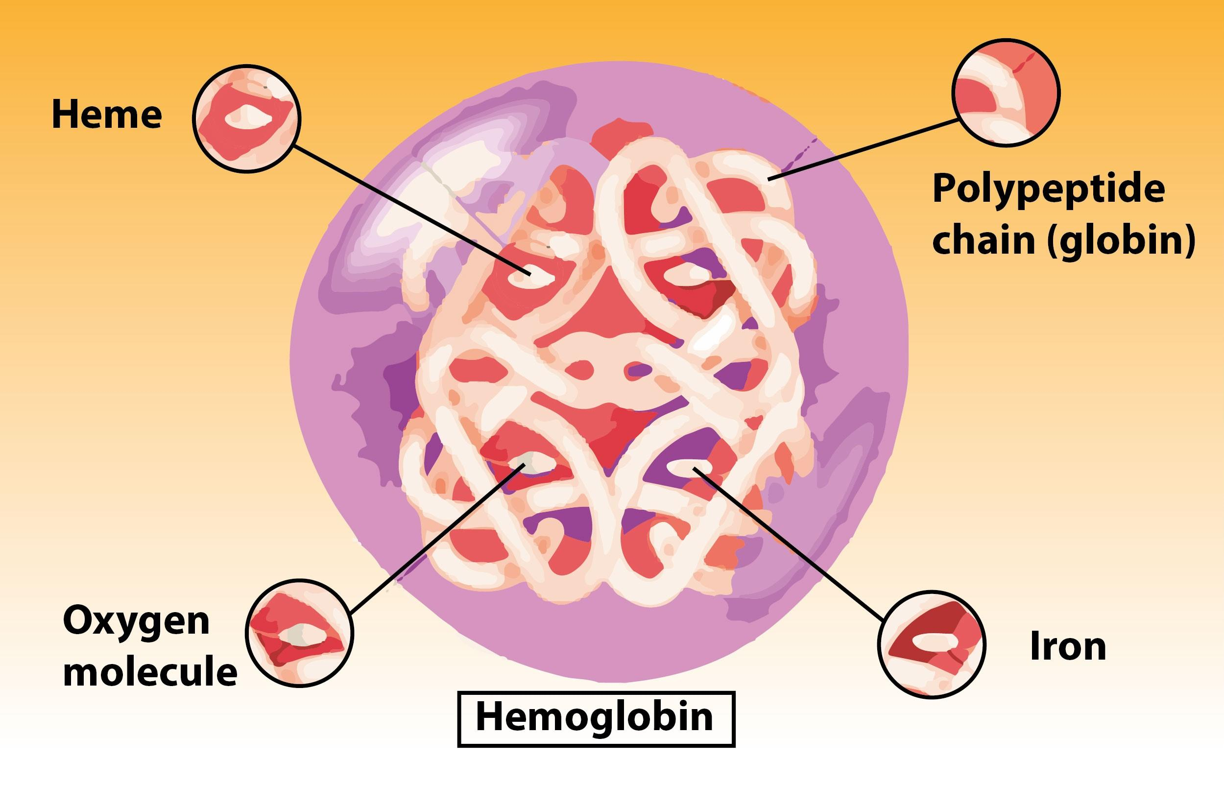 Hemoglobin Pathway