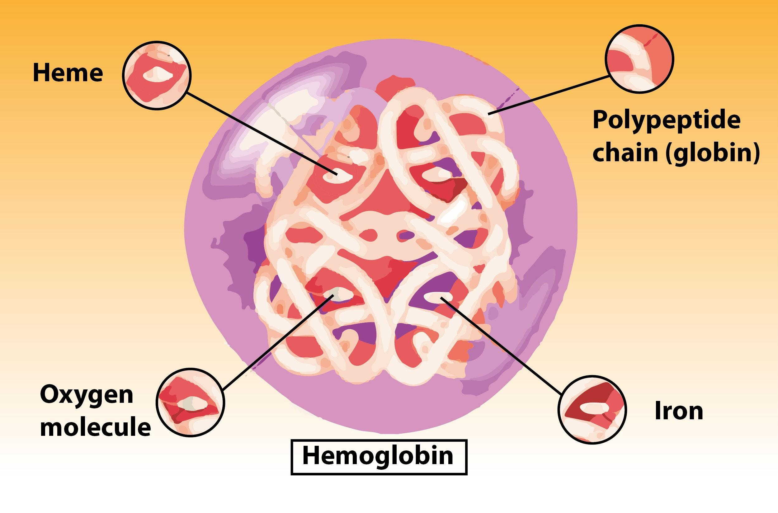 Structure Of Hemoglobin