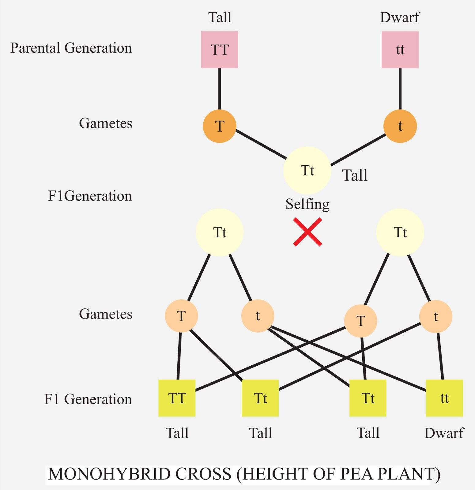 what-are-some-examples-of-dominant-alleles