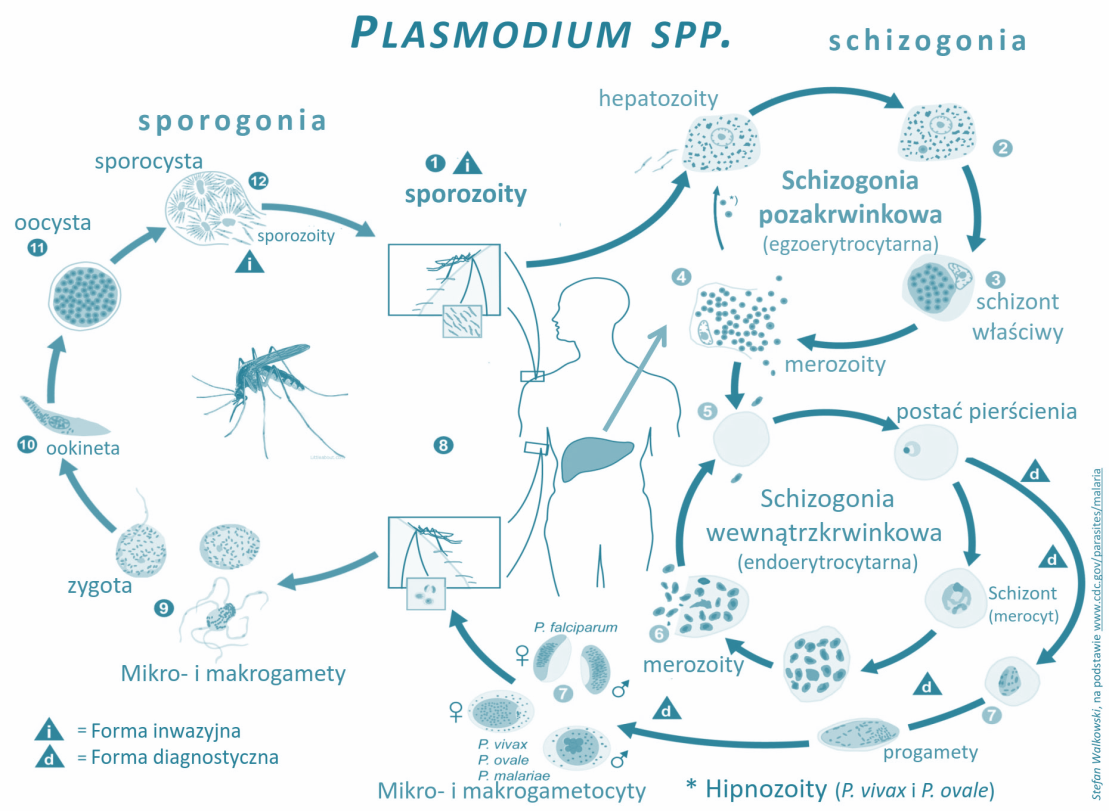 IN PLASMODIUM SIGNET RING IS FORMED DURING A) EXO ERYTHROCYTIC SCHIZOGONY  B) ERYTHROCYTIC SCHIZOGONY C) SPOROGONY D) GAMOGONY