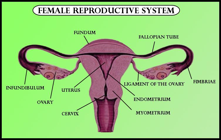 Describe The Female Reproductive System Of A Woman Class 12 Biology Cbse