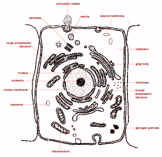 Draw and label the animal cell.