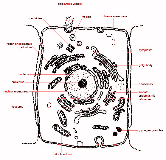 plant and animal cells diagram by aishaaden6 on emaze