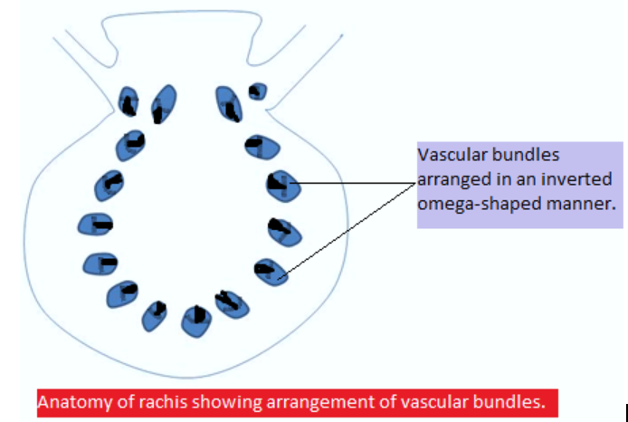 Study of Anatomical Characters in Relation to Resistance Against Brinjal  Shoot and Fruit Borer