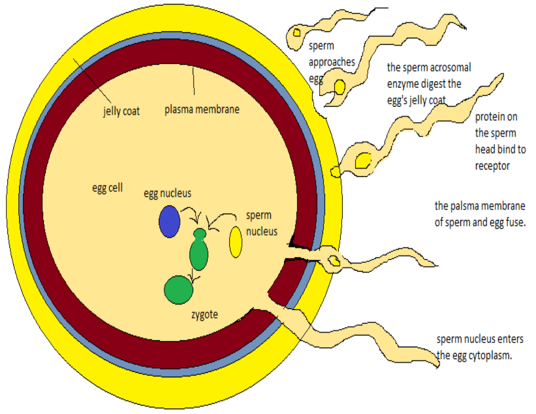 fertilization diagram