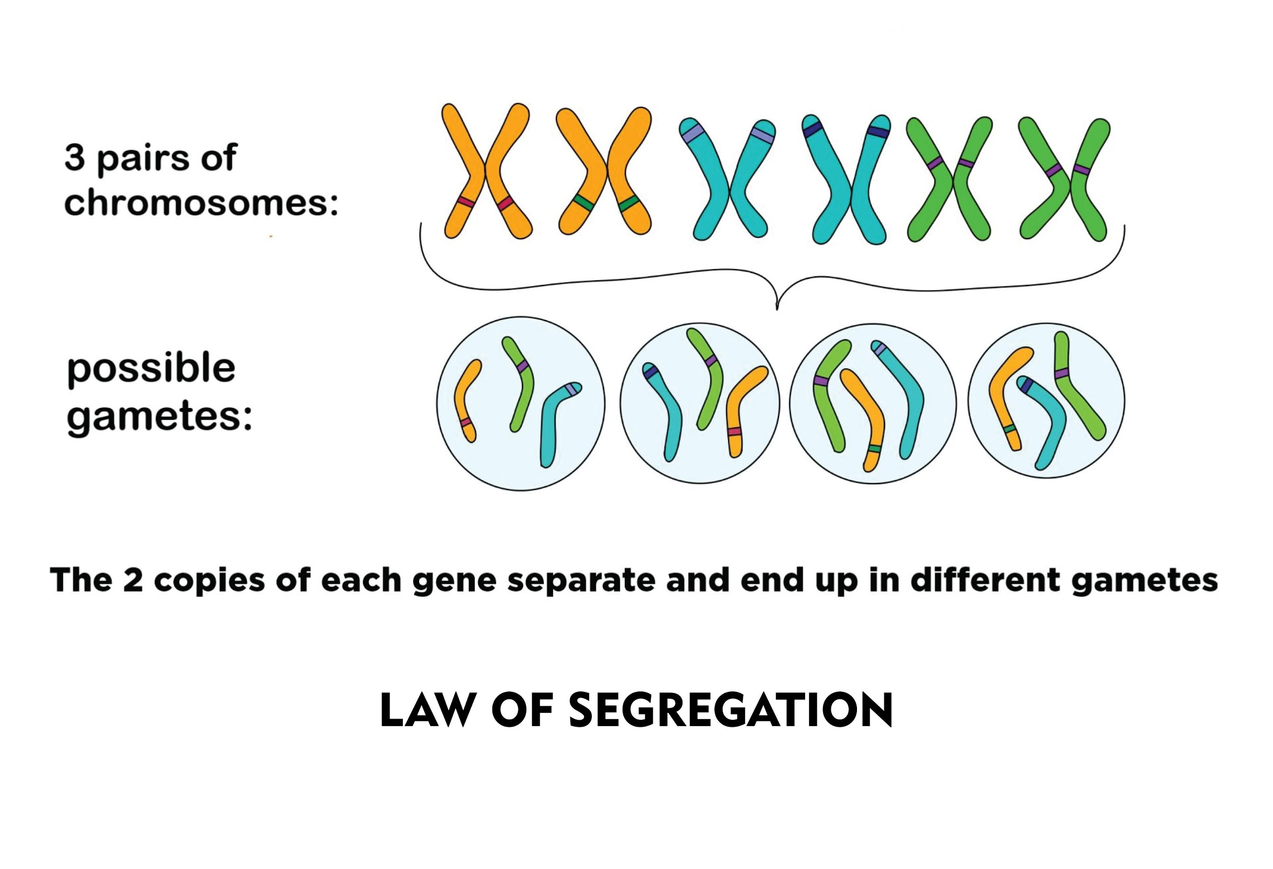 law of segregation
