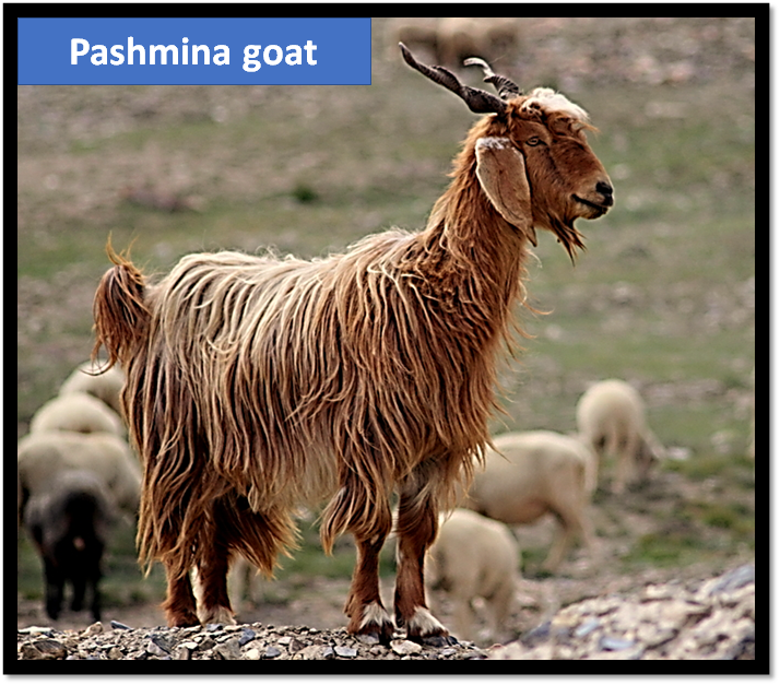 Pashmina is obtained from a variety of(a) Sheep(b) Goat(c) Rabbit(d) Yak