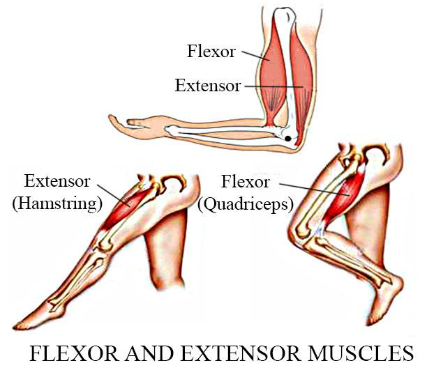 How many muscles are used in the movement of a bone class 11 biology CBSE