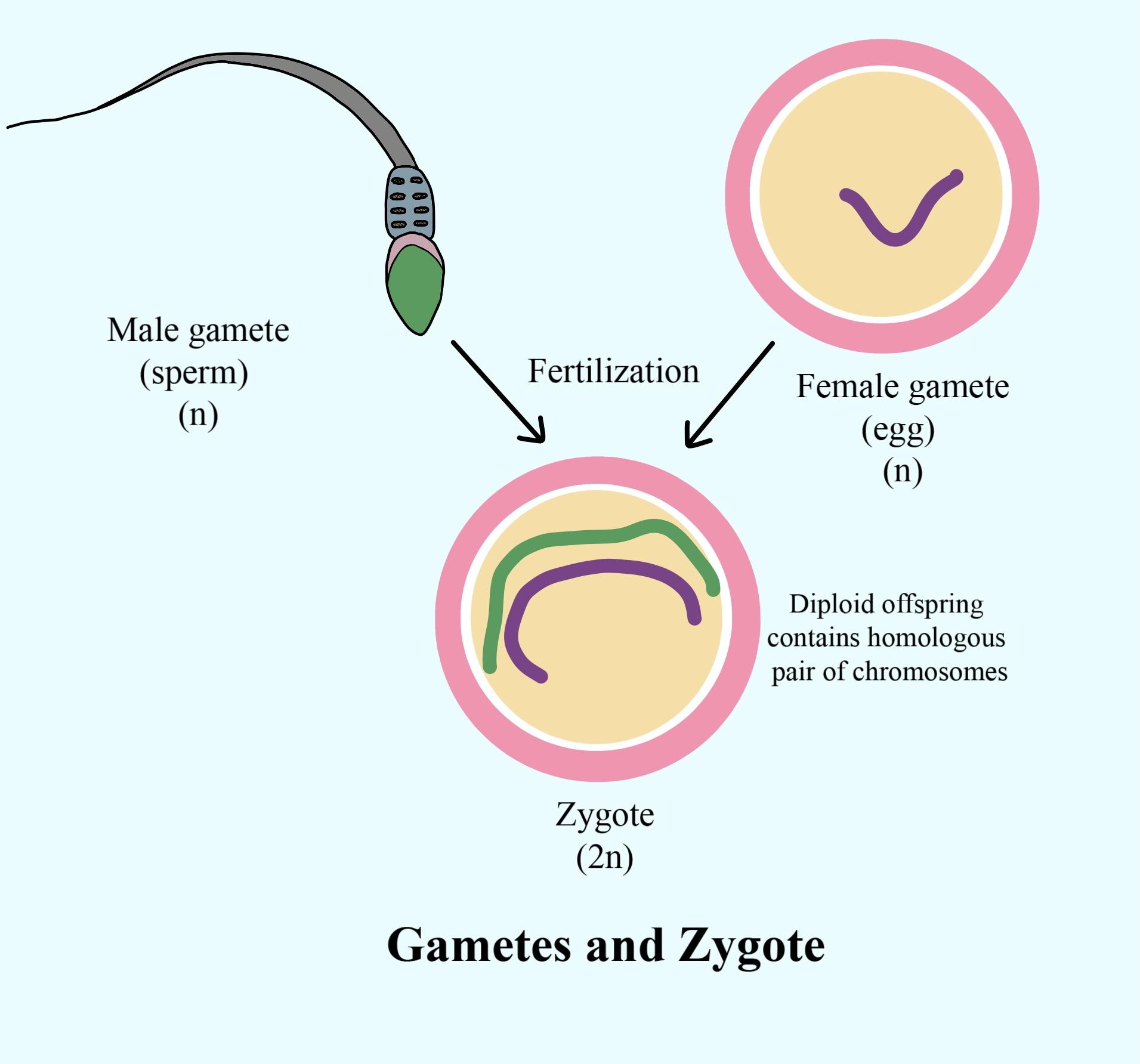 assignment of zygote
