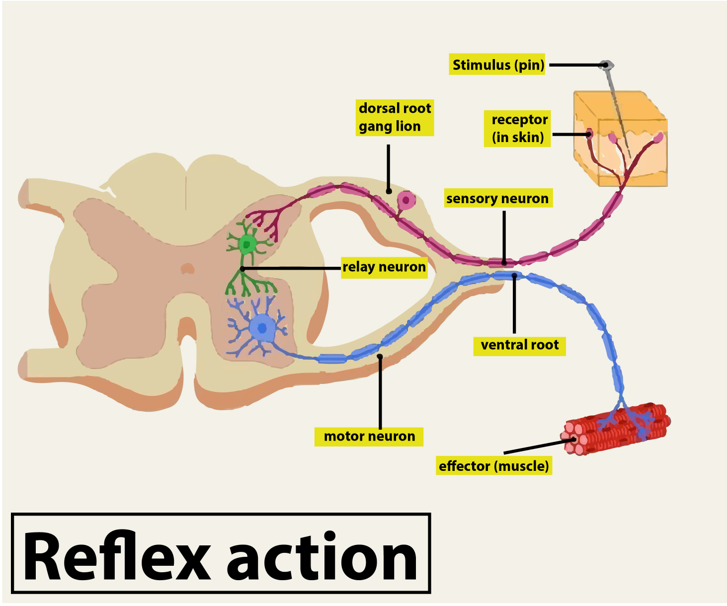 Reflex Arc Diagram Class 10