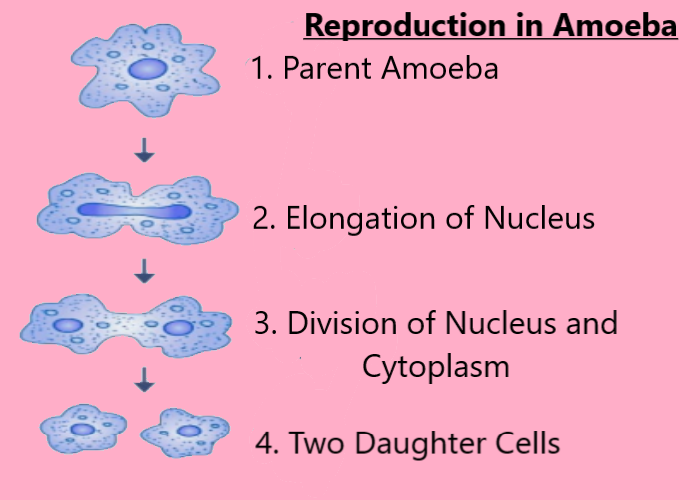 Amoeba is called immortal because it does not undergo natural death.(a)  True(b) False