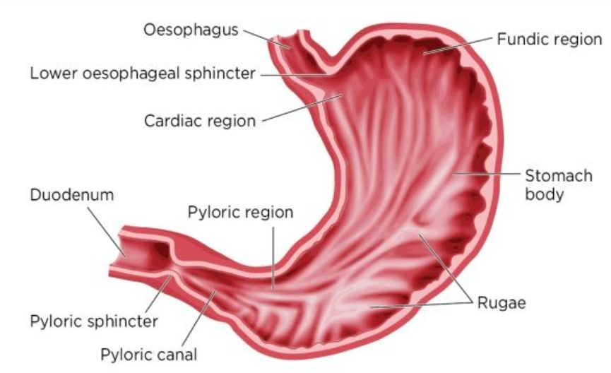 What Are The Structures And Regions Of The Stomach
