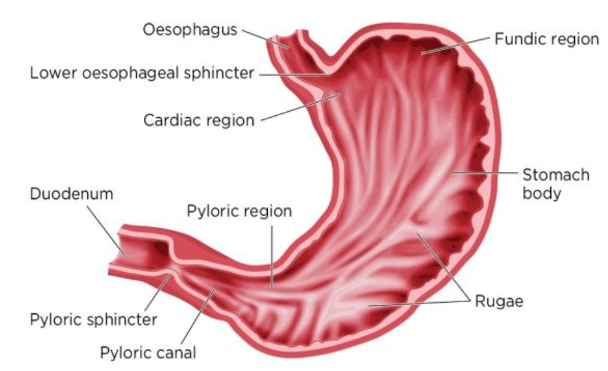 Stomach