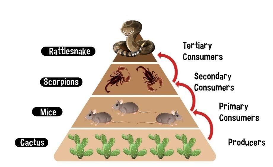 What will be the food chain of the desert ecosystem?