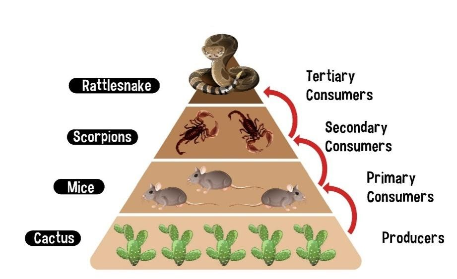 Desert Ecosystems Food Web