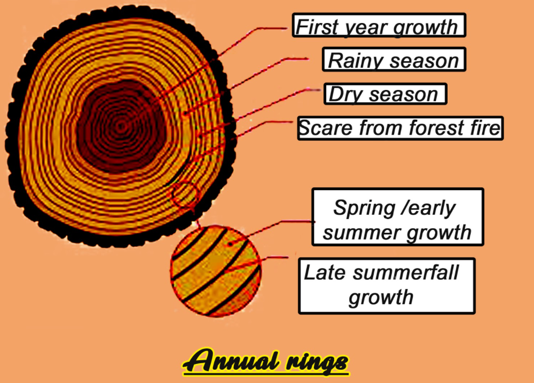Stable isotopes in tropical tree rings: theory, methods and applications -  Sleen - 2017 - Functional Ecology - Wiley Online Library