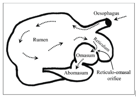 Draw a labelled diagram of Ruminant stomach