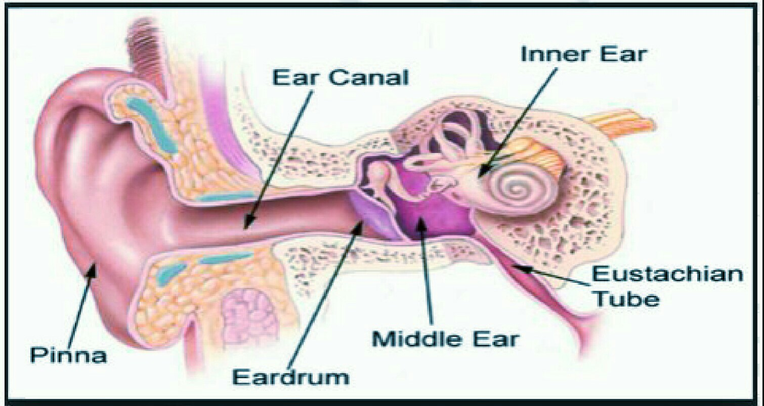 Eustachian Tubes Anatomy Function GFJB