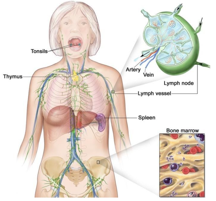 Blood bank in human body is A. SpleenB. Lungs C. HeartD. Liver