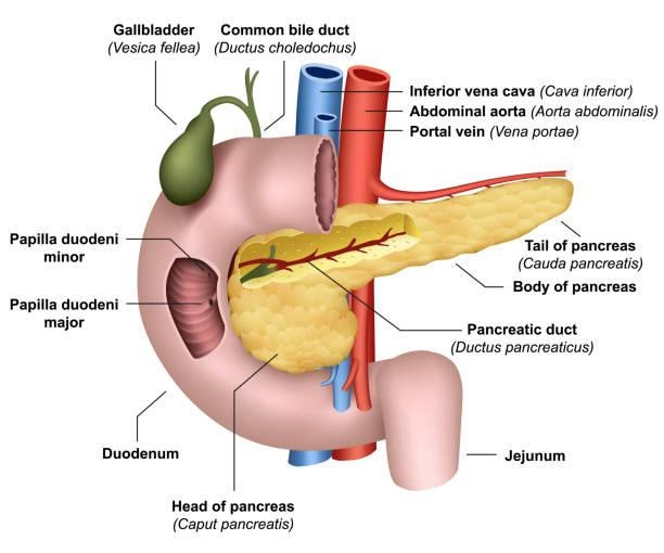 Pancreas Gland | Anatomy, Function & Problems - Video & Lesson Transcript |  Study.com