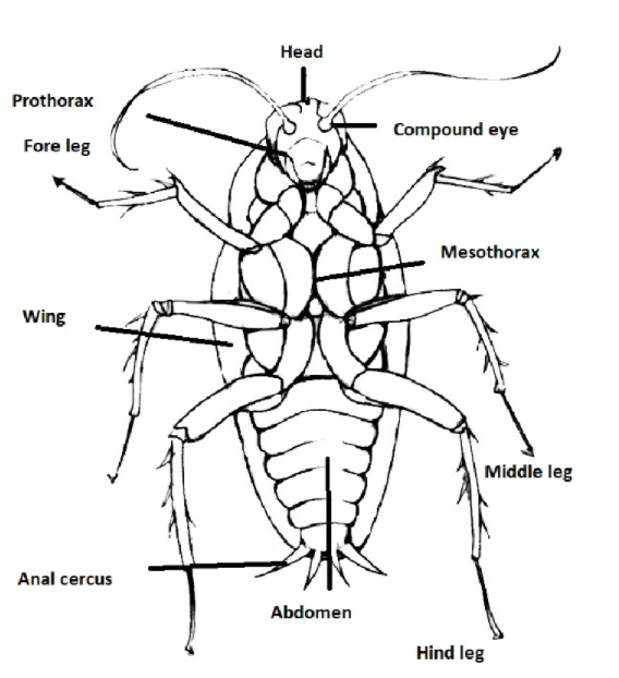 Describe The Parts Of The Mouth Of A Cockroach Describe The Parts Of The Mouth Of A Cockroach