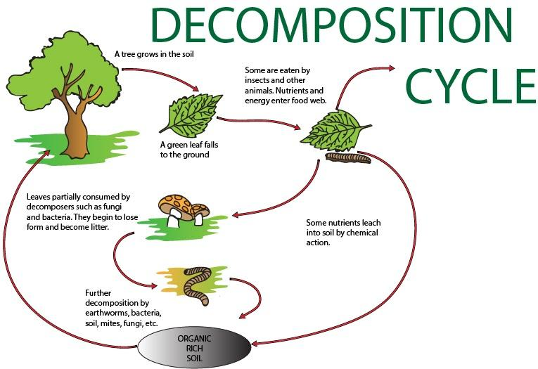 What is the breakdown of dead organisms and wastes?
