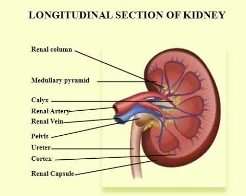 Sketch a labeled LS of the human kidney class 11 biology CBSE
