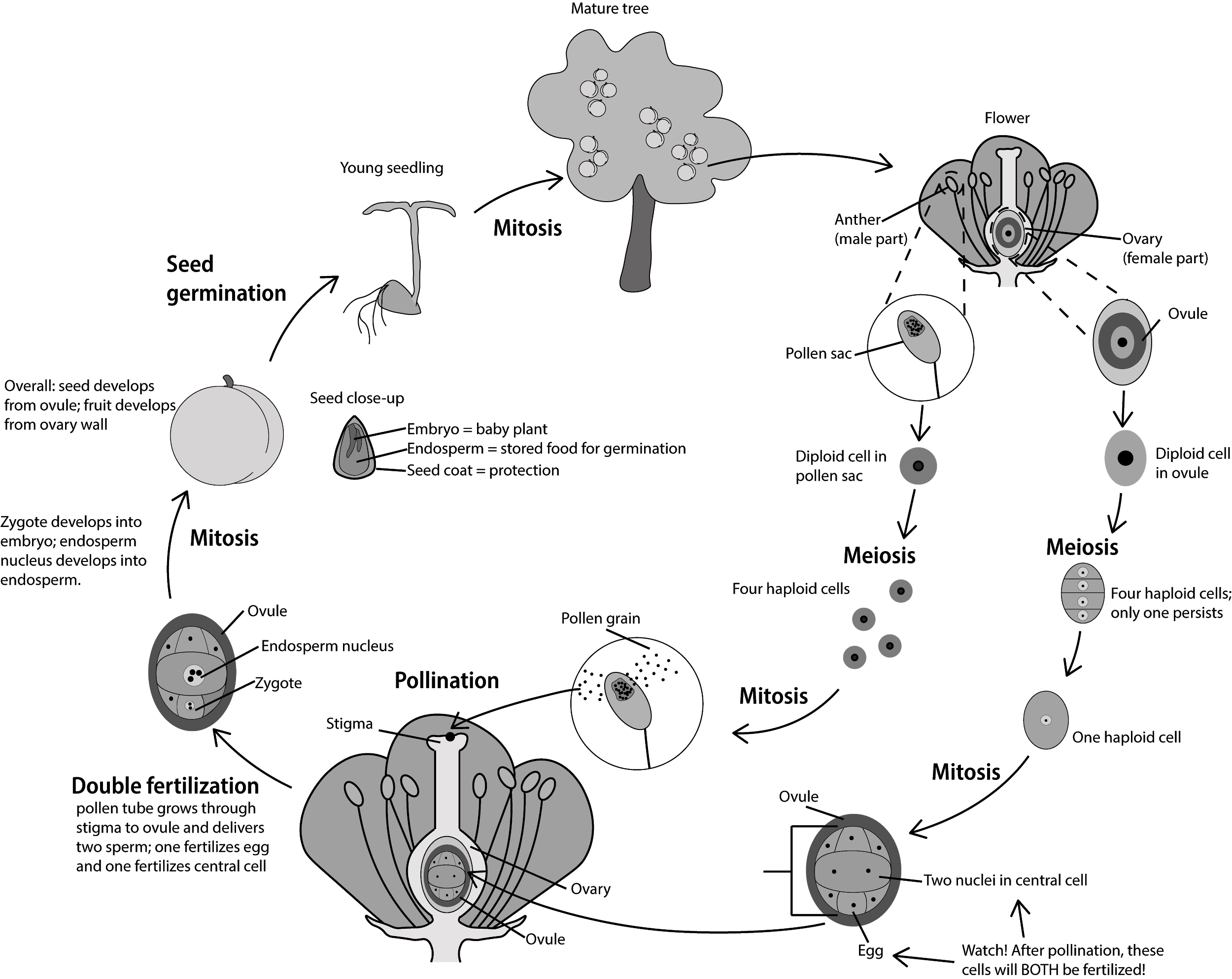 Life Cycle Of Flowering Plants