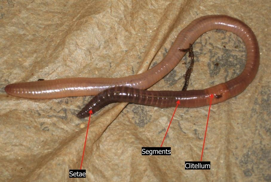 In earthworms setae are present in all segments exceptA. First and