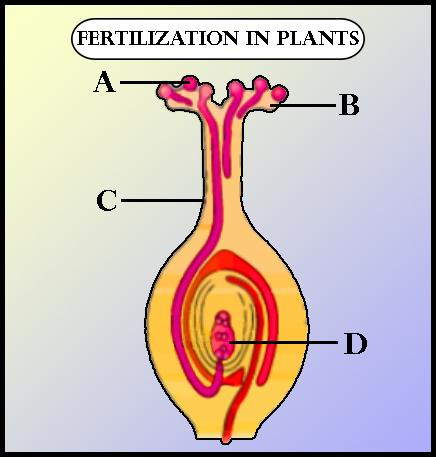 essay process of fertilization