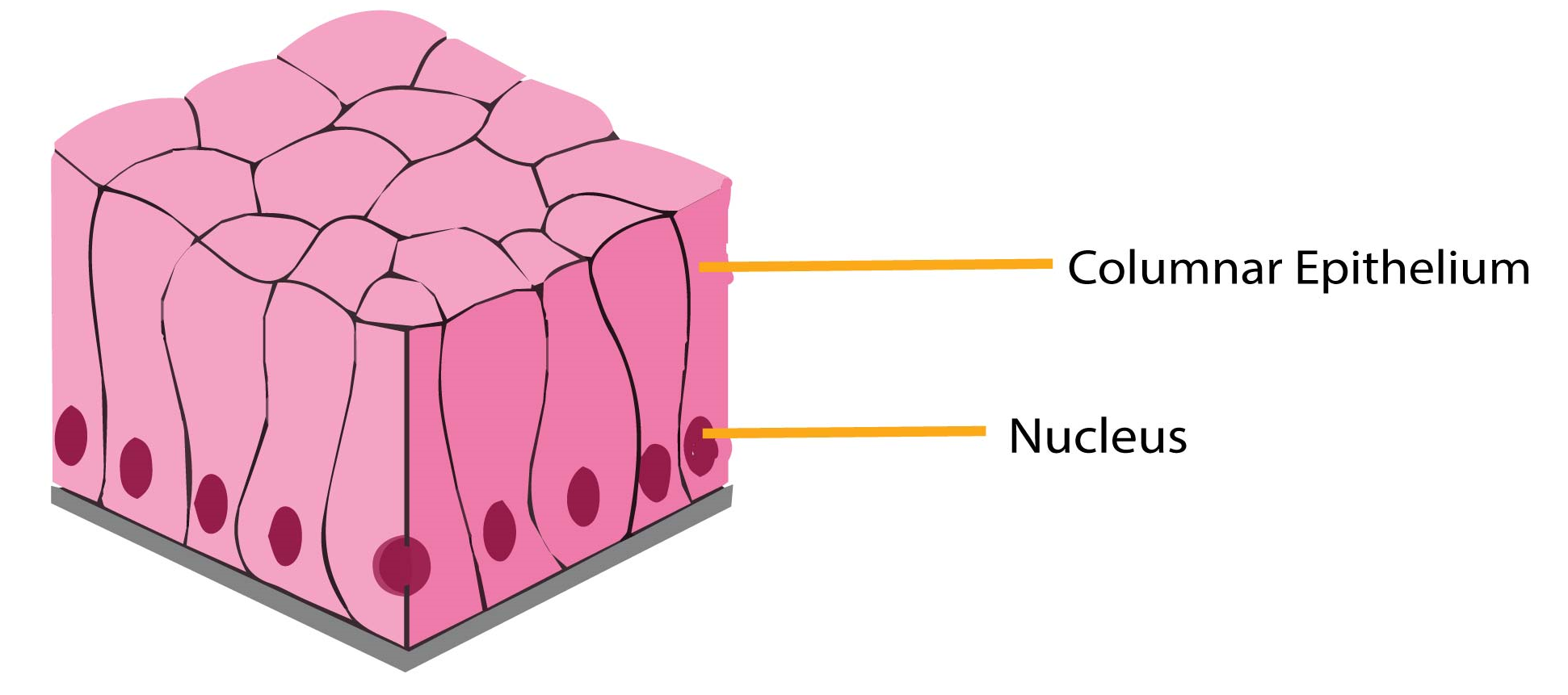 Describe Various Types Of Epithelial Tissues With The Help Of Labeled