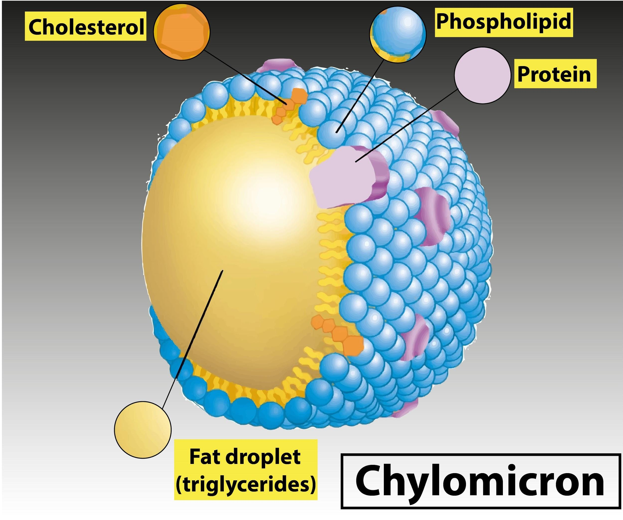 Chylomicron