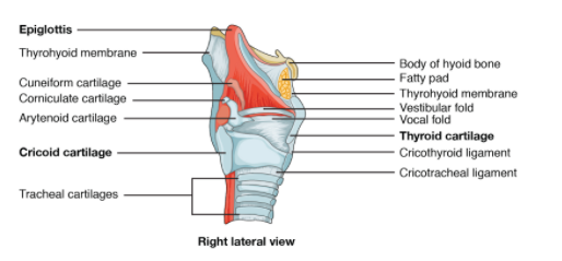 Diagrams of the larynx and vocal folds. (a) Midsagittal view of the... |  Download Scientific Diagram