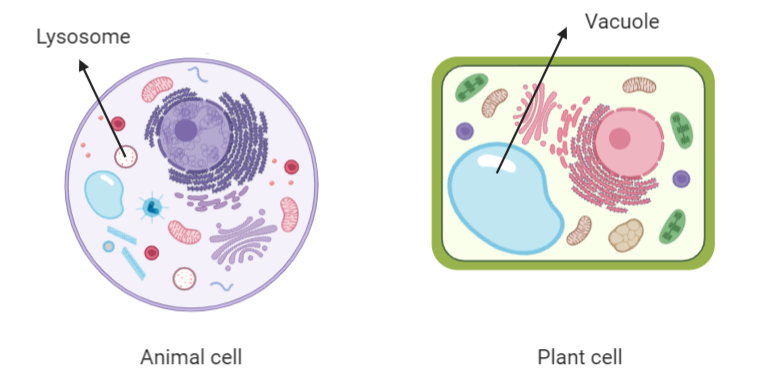 The main function of lysosomes is –A. SecretionB. RespirationC.  Extracellular digestionD. Intracellular digestion